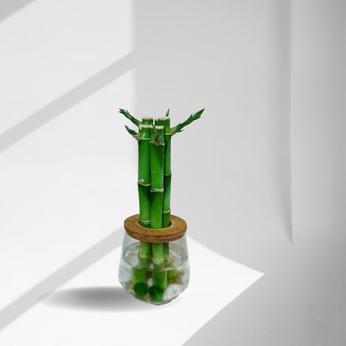 蕨美植栽 現貨 蕨美植栽 室內網美植栽辦公室水耕植栽-開運竹+弧形玻璃瓶
