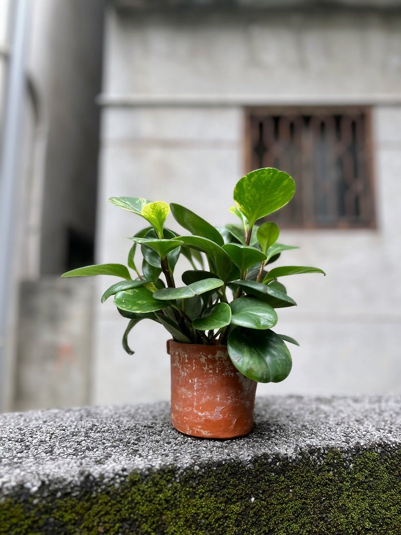 /Peperomia round-leaf/ Hand-made potted plants with small clods of soil - ตกแต่งต้นไม้ - พืช/ดอกไม้ สีนำ้ตาล