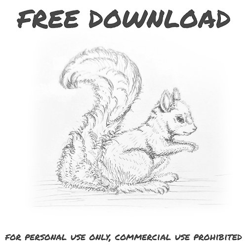 Panrada Bespoke Squirrel sketch Free Download for Tiktoker