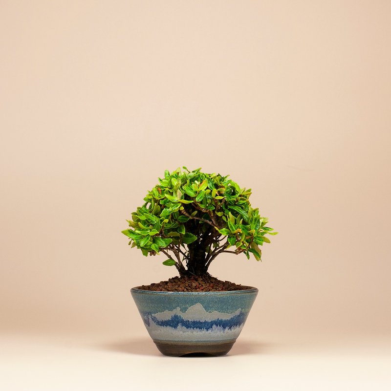 【迷你植物】黃金縮緬葛 居家 辦公室盆栽 - 盆栽/植栽 - 植物．花 