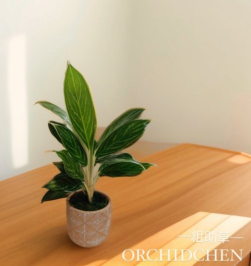 ORCHID CHEN 蘭沉空間 簡約時尚盆栽 粗助草 開幕送禮自用擺設