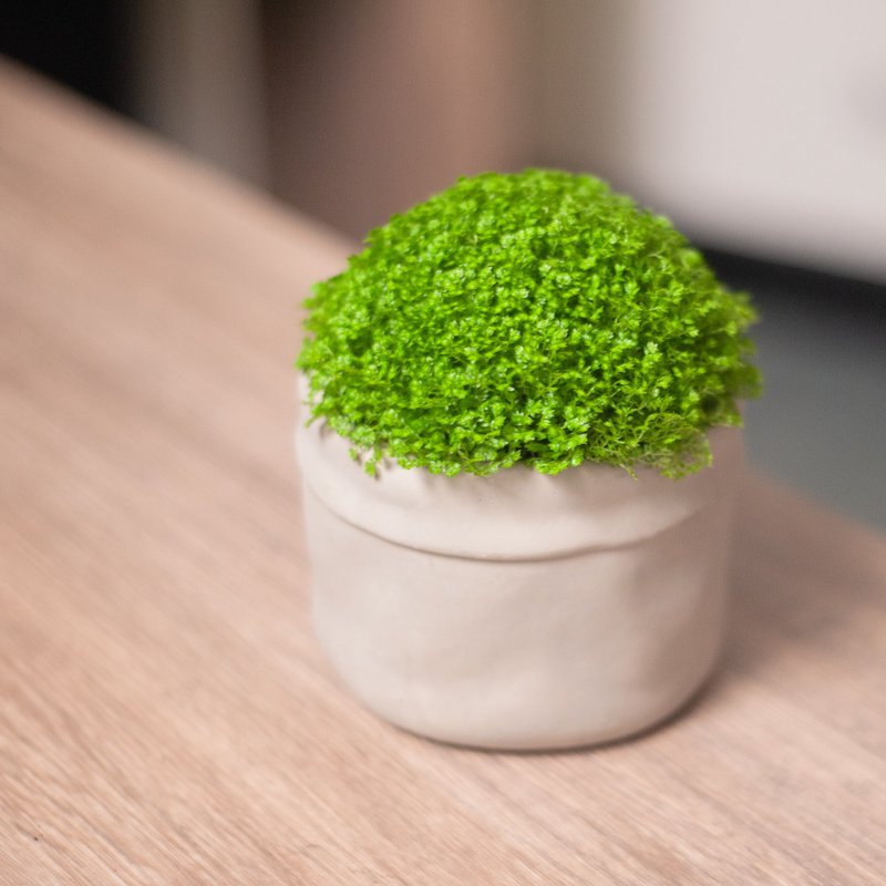 【限量造型】冰淇淋卷柏盆栽 觀葉植物 室內種植 室外種植 送禮 - 盆栽/植栽 - 植物．花 綠色