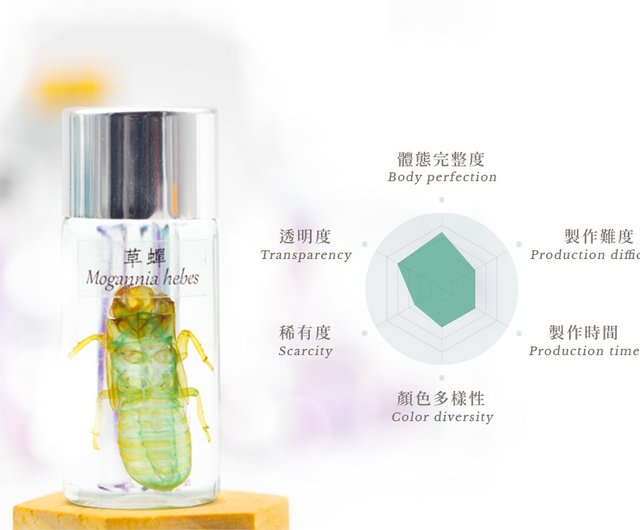 セミの抜け殻 標本 透明ケース入り 蝉セミの標本