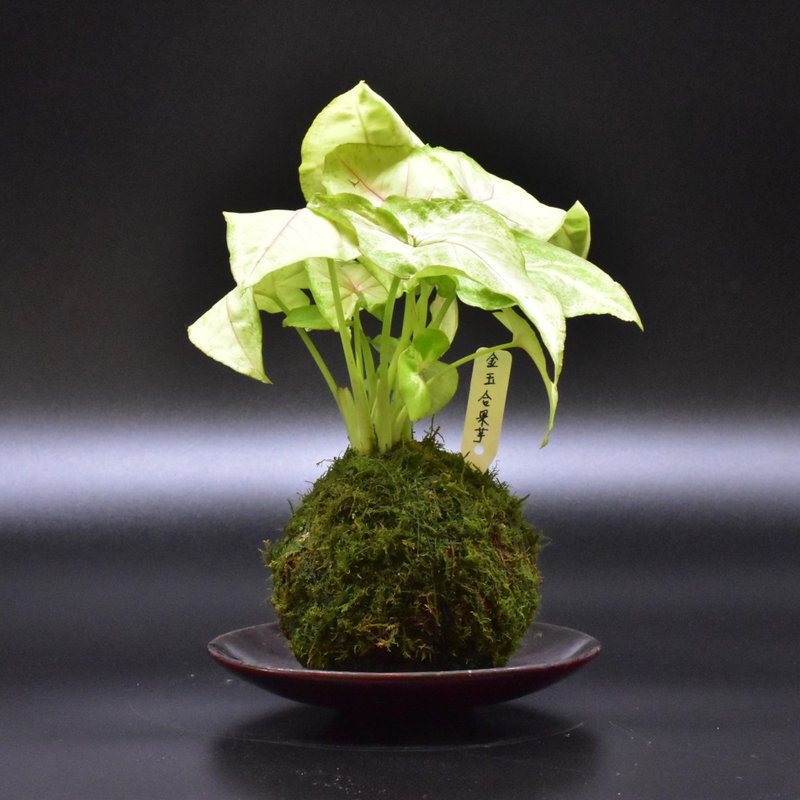 金玉合果芋苔玉 - 盆栽/植栽 - 植物．花 