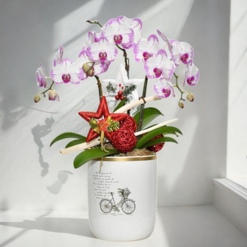 格蘭花店 - 時來運轉 粉色閃電大花蝴蘭3棵 (GF00032) - 盆栽/植栽 - 植物．花 