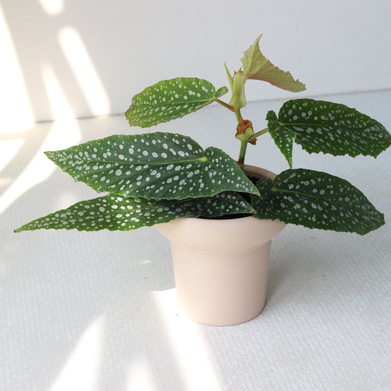 植栽 盆栽 l 白冰秋海棠 冰淇淋杯陶盆 草間彌生小星星 弱散光 - 植栽/盆栽 - 陶 