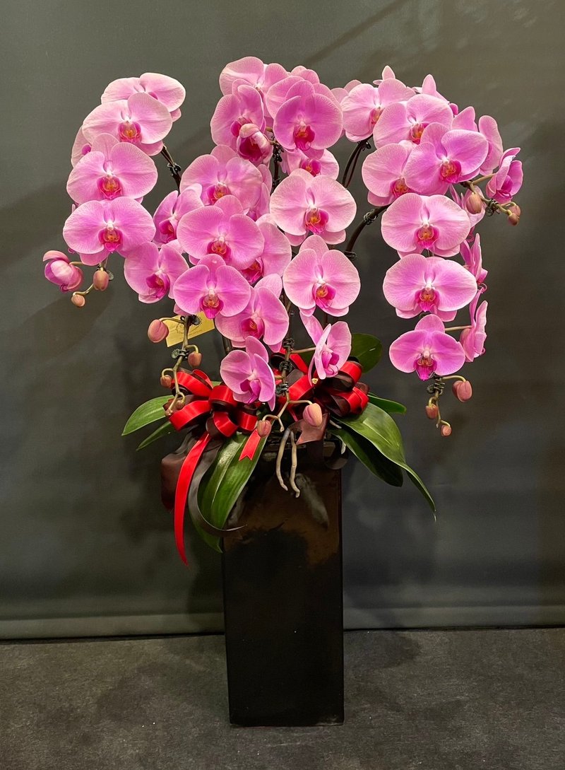 Big Sakura Phalaenopsis NEW YEAR-20 - Plants - Plants & Flowers 