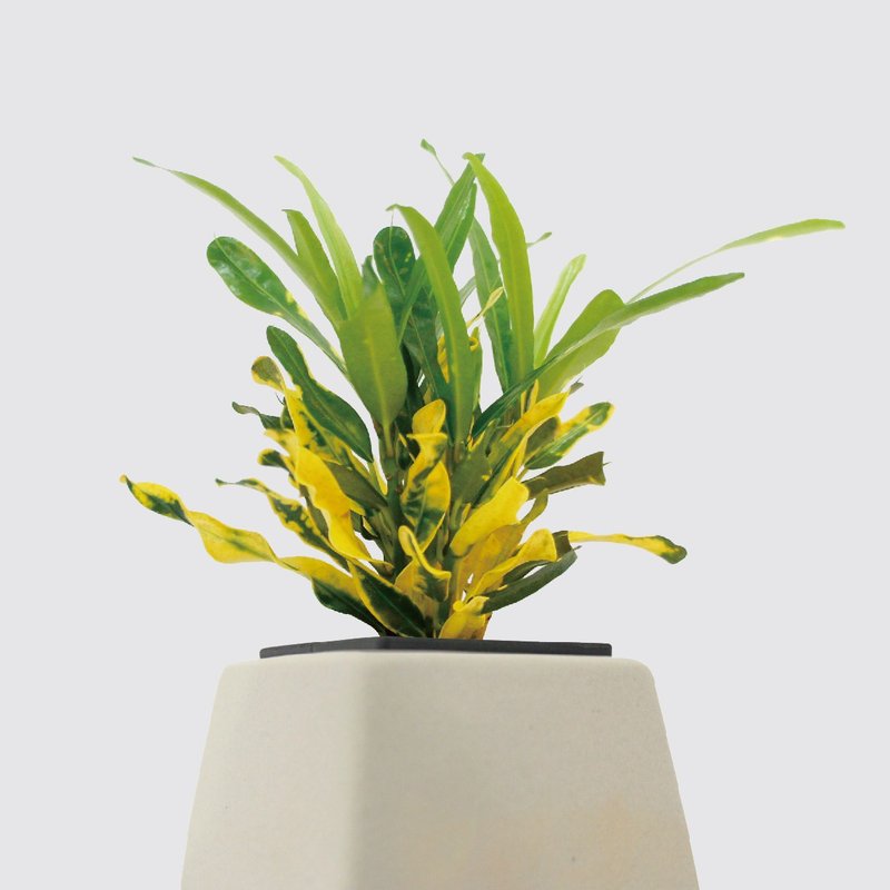 │ 方盆系列 │ 金鑽變葉木 - 水耕盆栽 陶瓷盆器 室內植物 - 盆栽/植栽 - 植物．花 