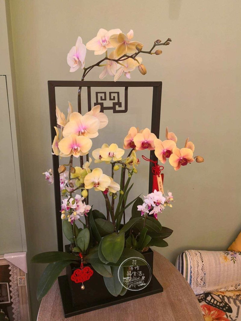 Orchid free combination potted design course - Plants & Floral Arrangement - Other Materials 