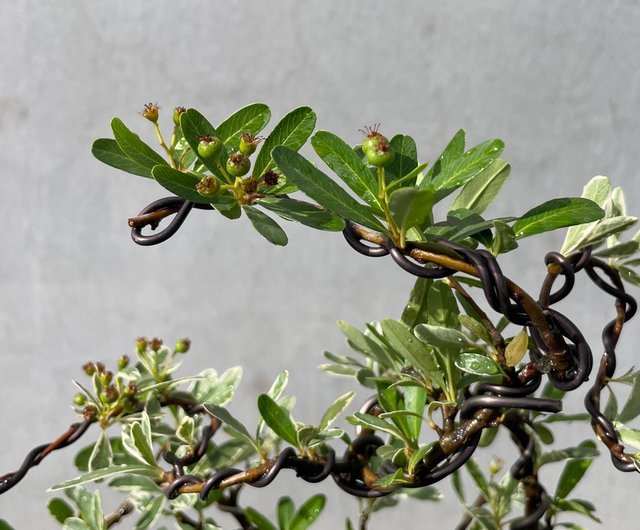 紫砂色絵鉢 植物盆栽 円形緑蘿花鉢 多肉盆栽 小さな鉢植え - 斑入りのレッド盆栽ギフト - ショップ rustic