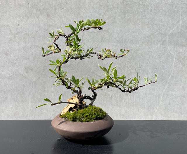 紫砂色絵鉢 植物盆栽 円形緑蘿花鉢 多肉盆栽 小さな鉢植え - 斑入りのレッド盆栽ギフト - ショップ rustic