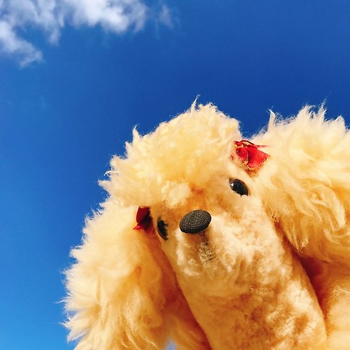 瑞文堂 澳洲進口手工純羊毛暖黃色貴賓狗 | 玩偶 擺飾 老件 稀有