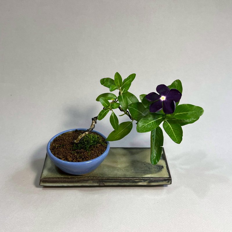 崛江美功均窯釉圓鉢∣黑莓日日春 迷你盆栽 - 盆栽/植栽 - 陶 