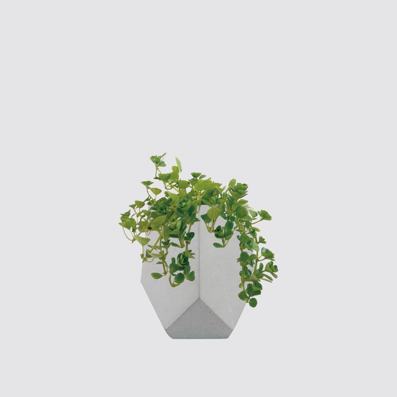 │ 水泥系列 │嬰兒淚 - 寵物友善 垂吊 水泥 室內 水耕盆栽 - 盆栽/植栽 - 植物．花 灰色
