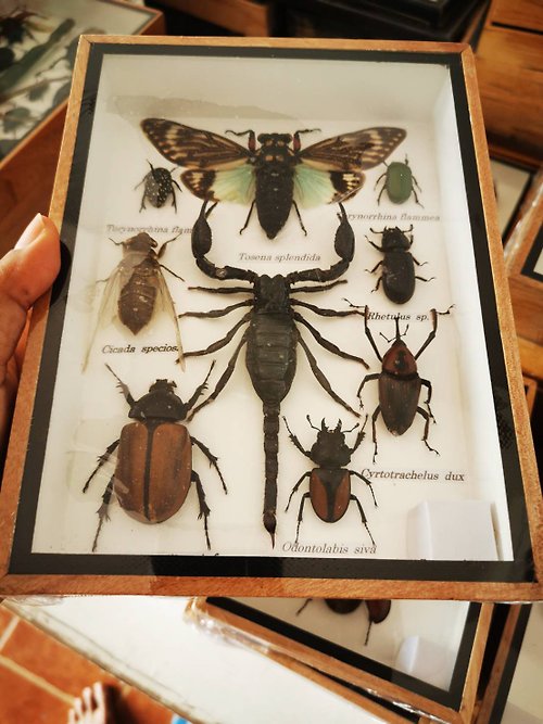 cococollection Set Bugs Insect Taxidermy Wood Box Display Home Decor - Tosena Splendida