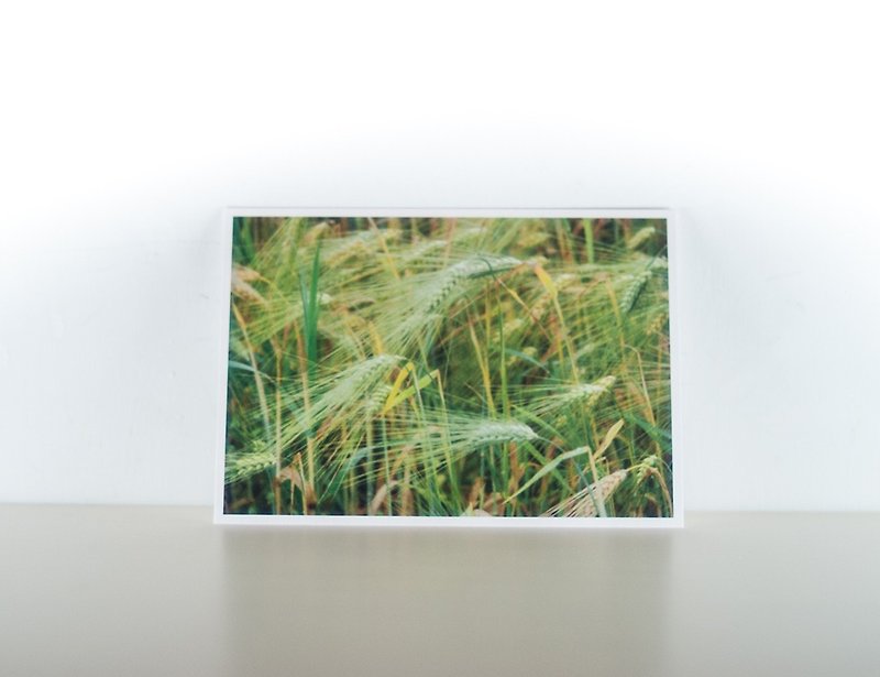 Photographic Postcard: Ear of wheat, Norge - Cards & Postcards - Paper Yellow