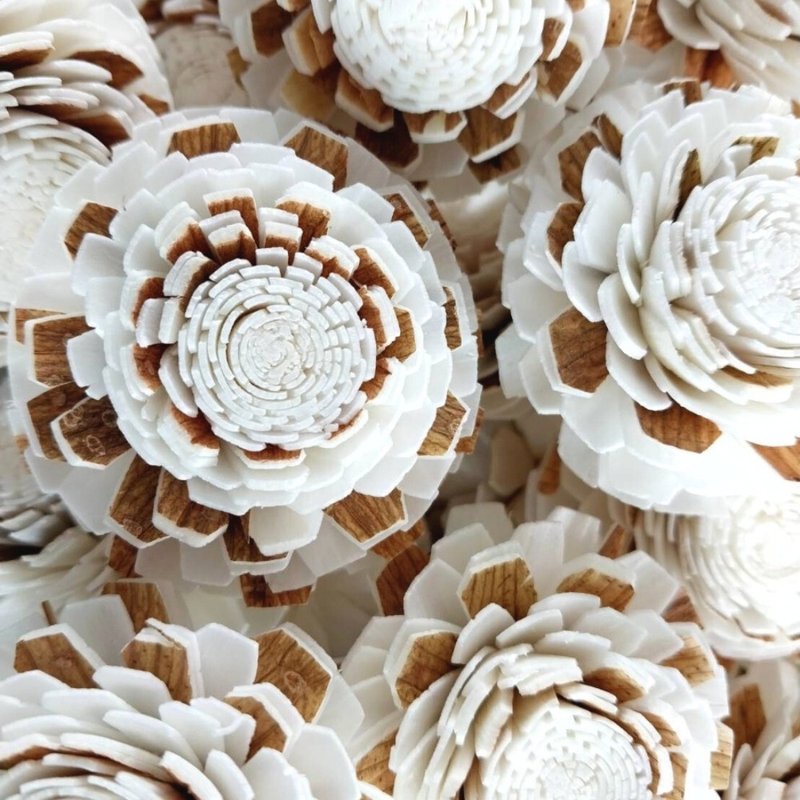 Jasmin Sola Flower mixed with brown 5cm. 50 flowers. - 花藝/盆栽/植栽 - 植物．花 