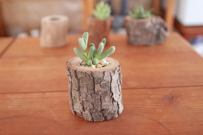 【台湾クスノキ】多肉植物 丸太植木鉢-1寸-樹皮-一般モデル - 観葉植物 - 木製 