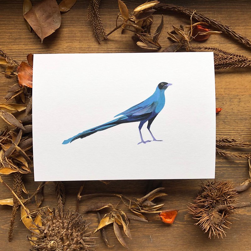 Birds and Birds Series Long-tailed Starling Postcard