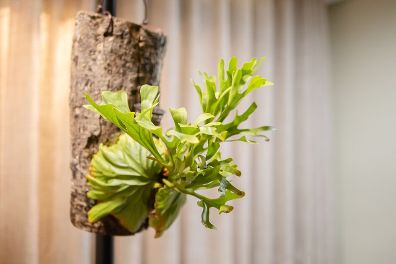アジアン モンキー ブレイン ボード トゲスギシダ 樹形 ギフト お祝い ギフト 寄せ植え 観葉植物 観葉 熱帯雨林 - 観葉植物 - 木製 