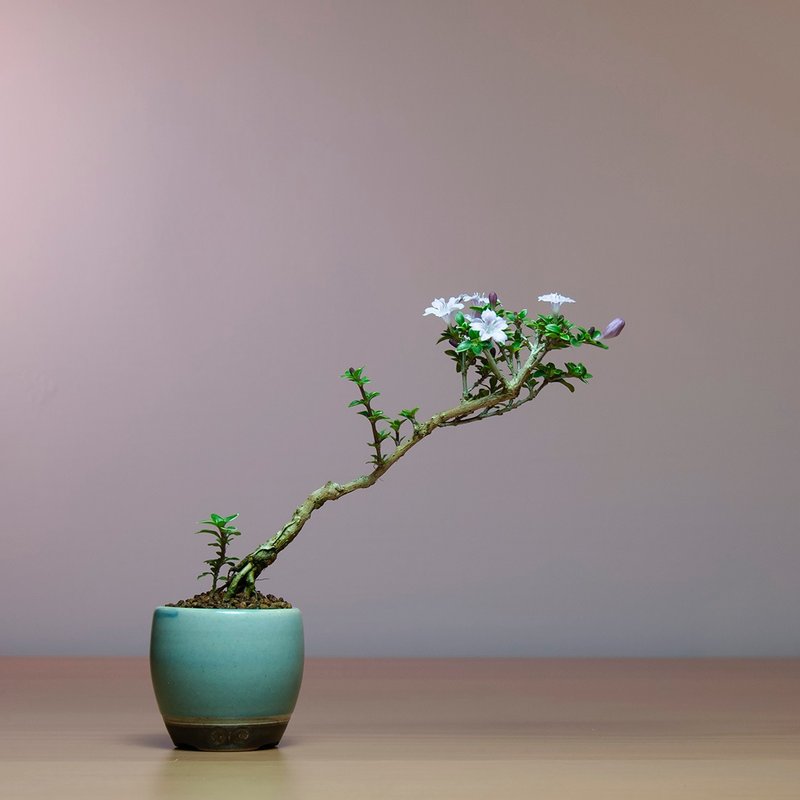 【迷你植物】香丁木 辦公室植物 豆盆栽 居家植栽 - 盆栽/植栽 - 植物．花 
