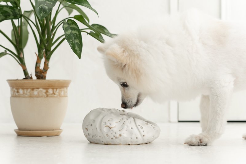 Pumpkin pet bowl, Cat bowl,Dog bowl,Puppies bowl,Food bowl - Pet Bowls - Pottery White