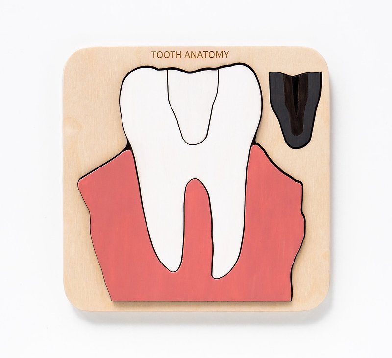 Wooden Tooth anatomy puzzle Montessori Wooden puzzle Anatomy game science play - 嬰幼兒玩具/毛公仔 - 木頭 咖啡色
