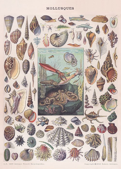 Reborn Antique 古董雜貨鋪 本館獨立印製海報 法國1860年古董百科圖鑑海報 海底貝殼