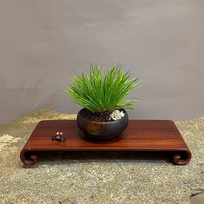日本黃金姬石菖蒲∣經典山野草 豆盆栽 - 盆栽/植栽 - 瓷 