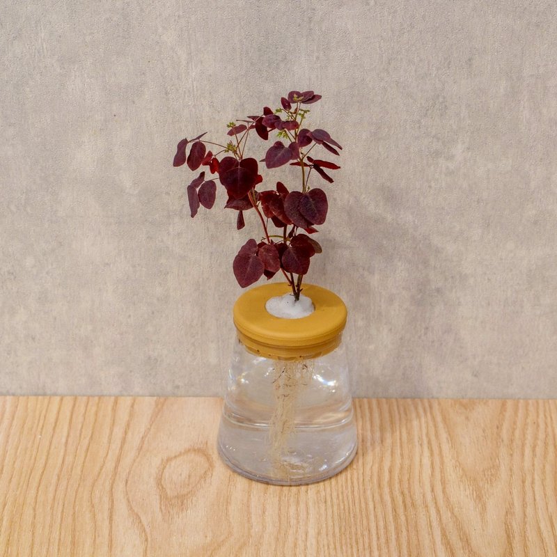 小紅楓酢漿草 三角水耕盆栽 室內植物 觀葉植物 禮物 水培 - 植栽/盆栽 - 植物．花 透明