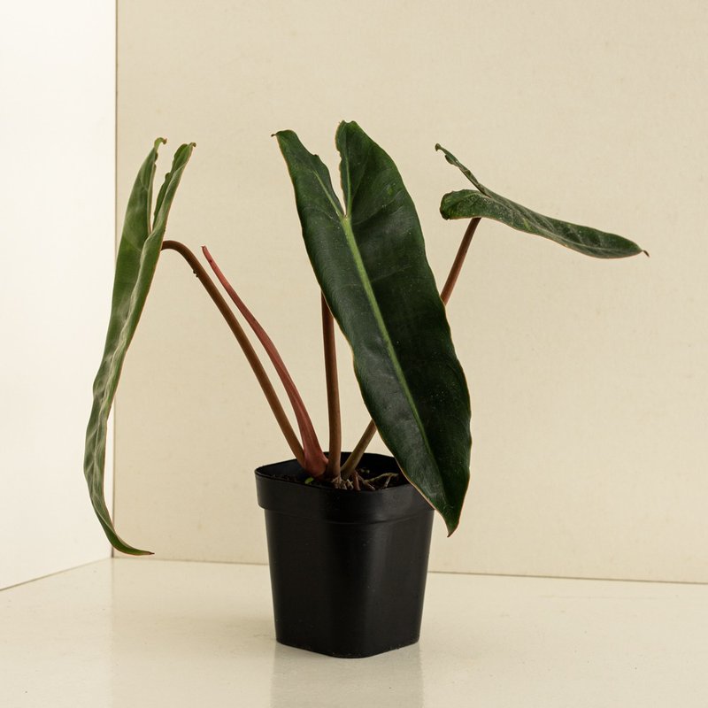 Orange handle philodendron - Plants - Plants & Flowers 