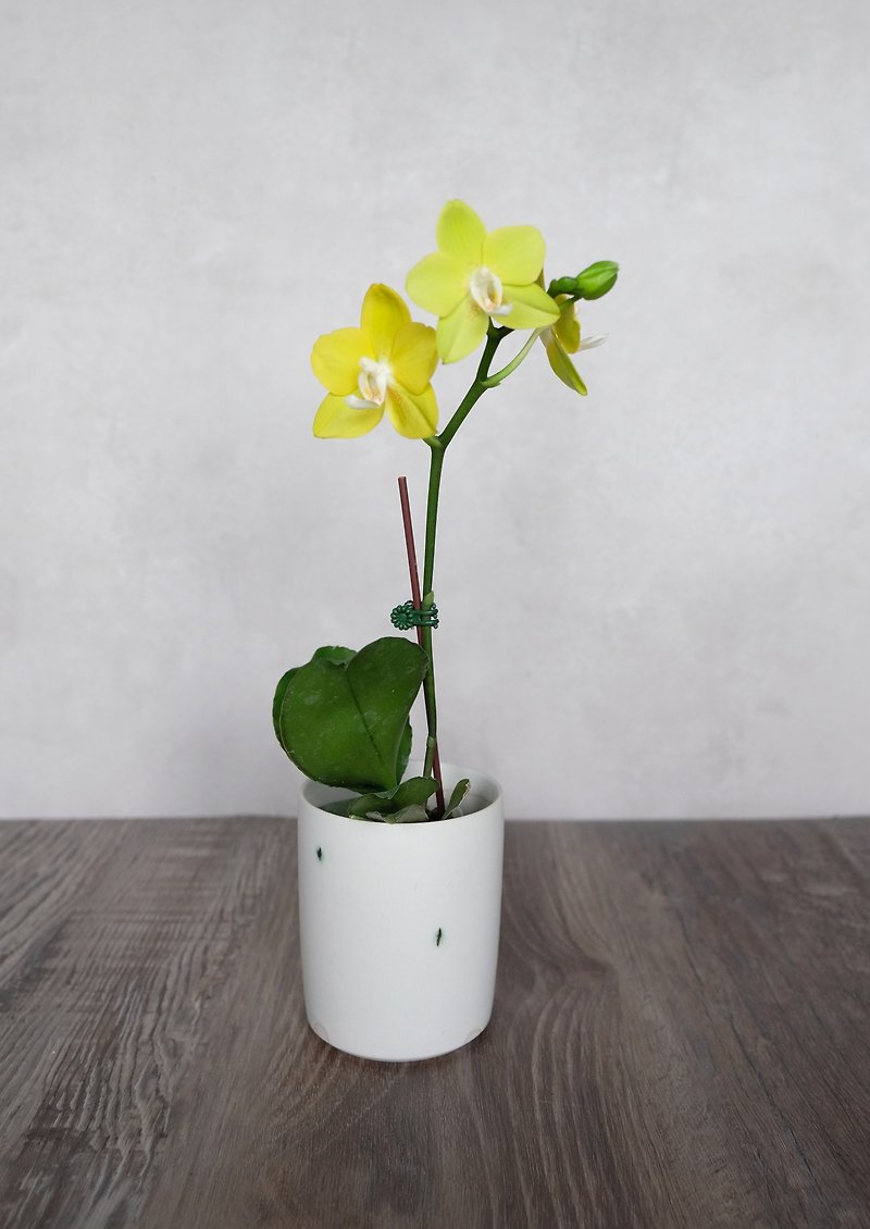 小さな蘭の花瓶 - 花瓶・植木鉢 - 陶器 ホワイト