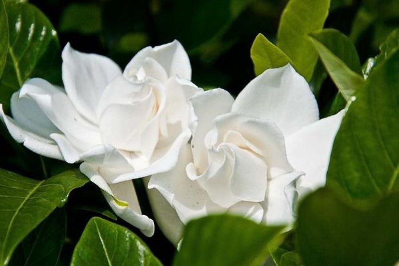 Gardenia Fragrance Oil - Fragrances - Concentrate & Extracts Transparent