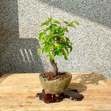 花梨 盆栽通販