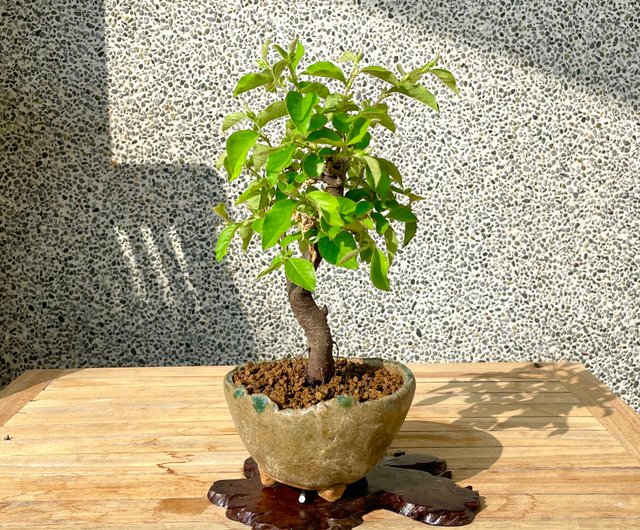 盆栽 花梨 小品 花梨小品盆栽