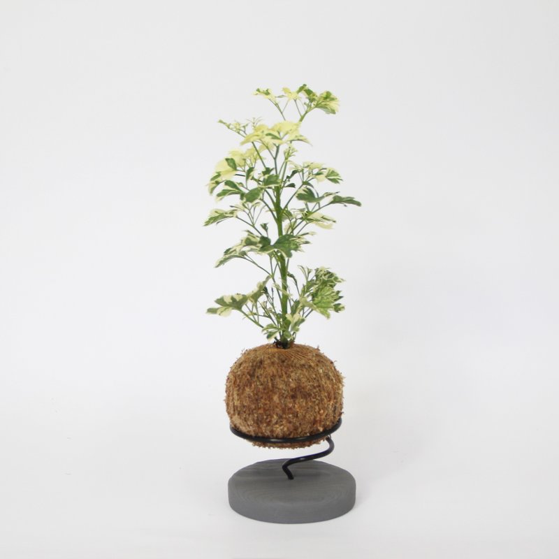 微一設計/雪花福祿桐苔球+水泥底座 - 盆栽/植栽 - 植物．花 綠色