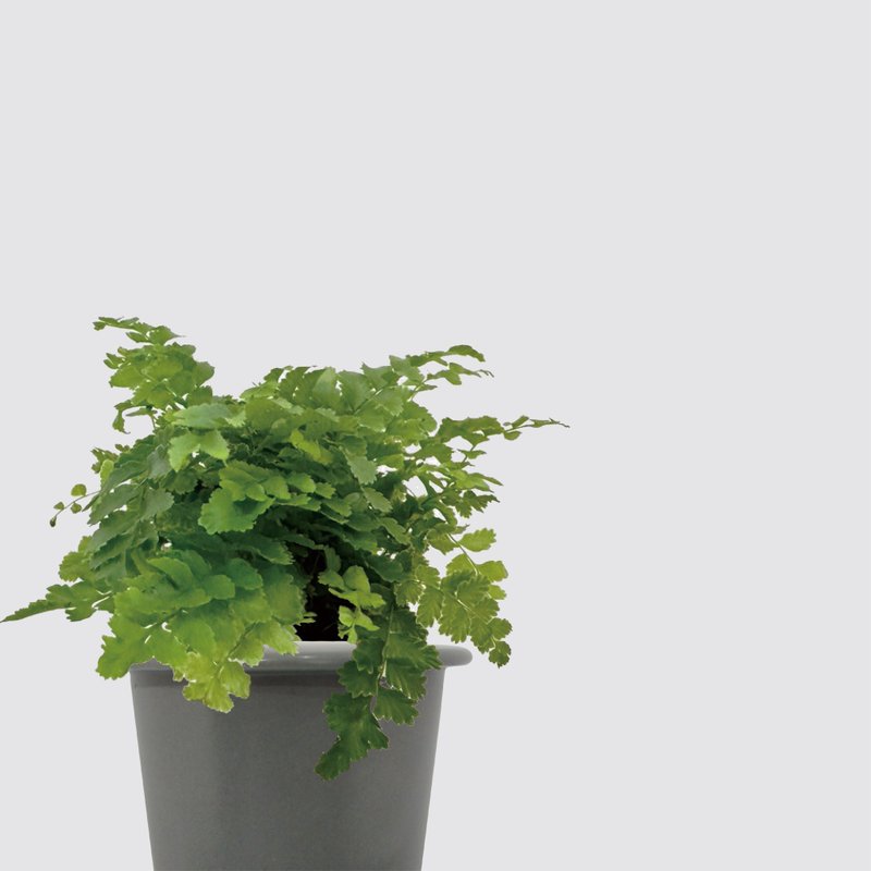 │ 窯瓷系列 │ 澎湖蕨 -  空氣淨化 蕨類 瓷器 水耕盆栽 - 植栽/盆栽 - 植物．花 