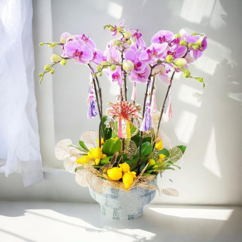 格蘭花店 - 溫文爾雅蝴蝶蘭大花8棵 (GF00312) - 盆栽/植栽 - 植物．花 