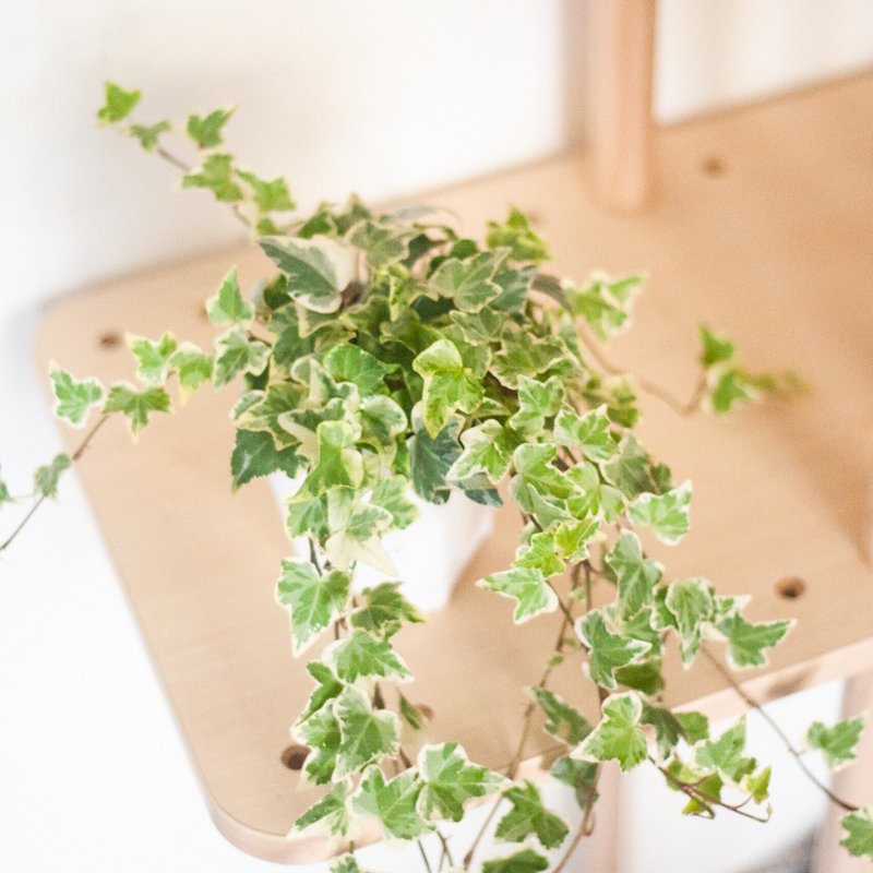 斑葉常春藤 | 耐陰植栽 | 居家佈置 | 辦公室盆栽 - 植栽/盆栽 - 植物．花 綠色