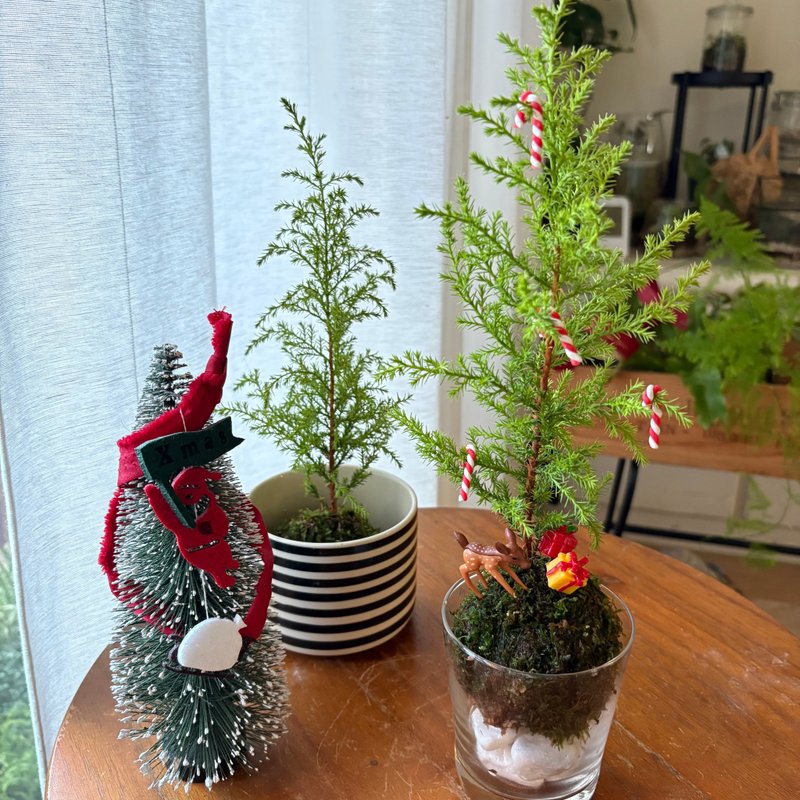 企業團體課程 | 野地聖誕小樹苔球手作體驗課程 - 植栽/花藝 - 植物．花 