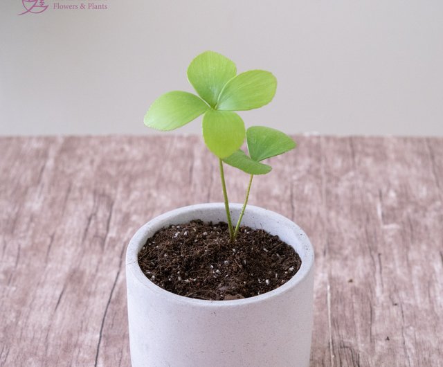 メキシコの鉄の木ラッキーツリー鉢植え観葉植物ホームオフィス屋内と屋外の植栽 ショップ 玉屋花苑 Flower Labo Tamaya 観葉植物 Pinkoi