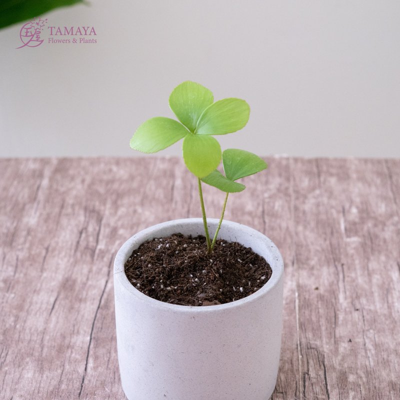 墨西哥鐵樹 幸運樹盆栽 - 盆栽/植栽 - 植物．花 綠色
