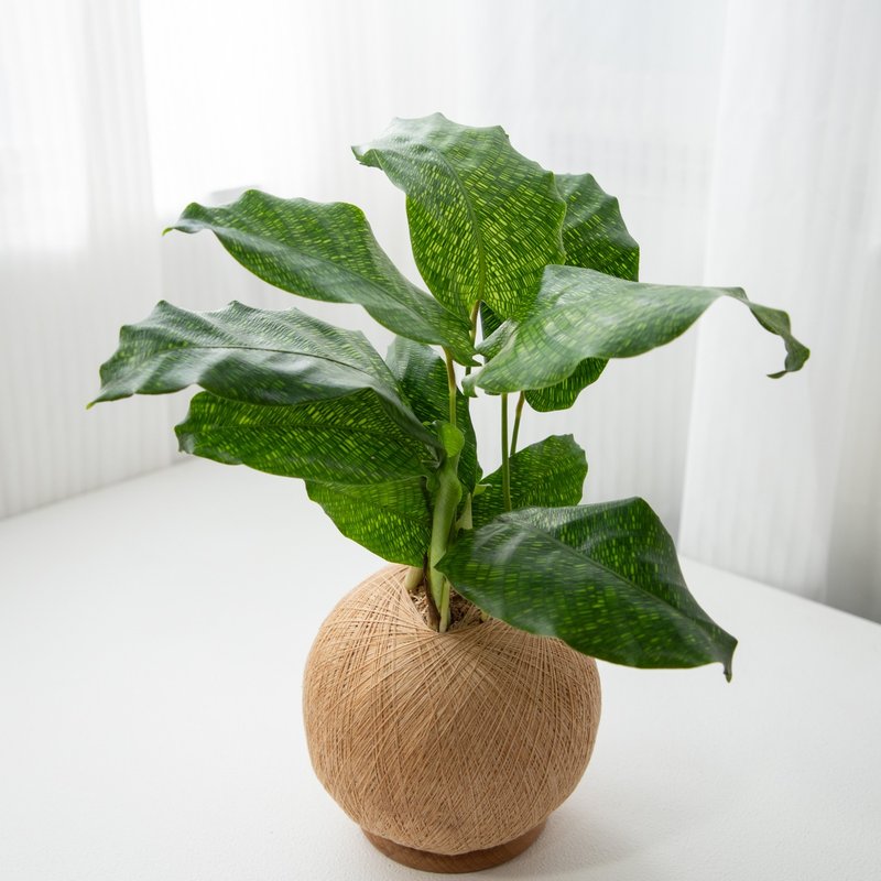 馬賽克竹芋 手作植栽苔球 - 盆栽/植栽 - 植物．花 