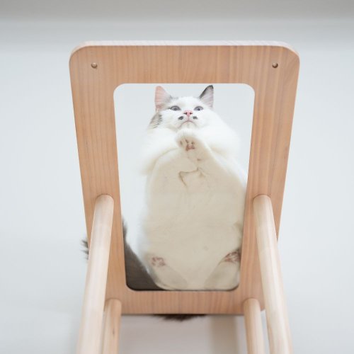 拍拍｜貓跳台·貓砂櫃·寵物傢俱 半半透明層板組