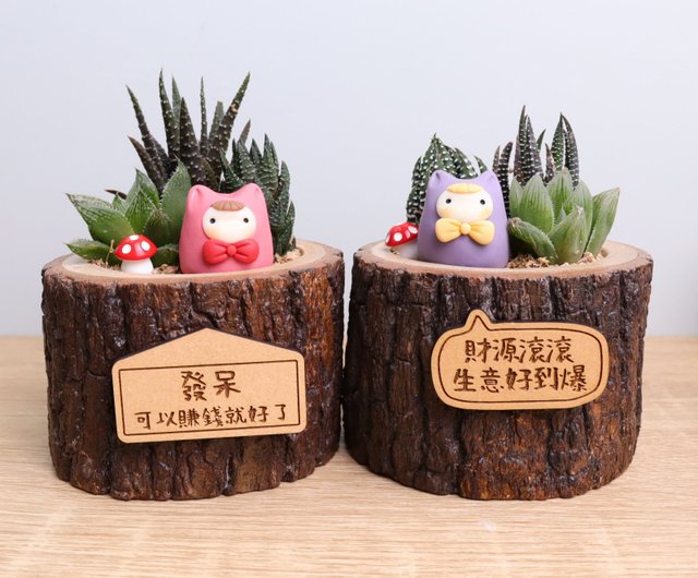 多肉植物⭐小さなカット苗たち⭐D⭐