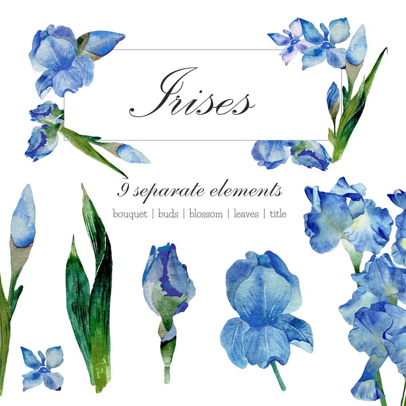 Watercolor Illustration Of Blue Irises, Floral Clipart PNG - Illustration, Painting & Calligraphy - Other Materials Blue