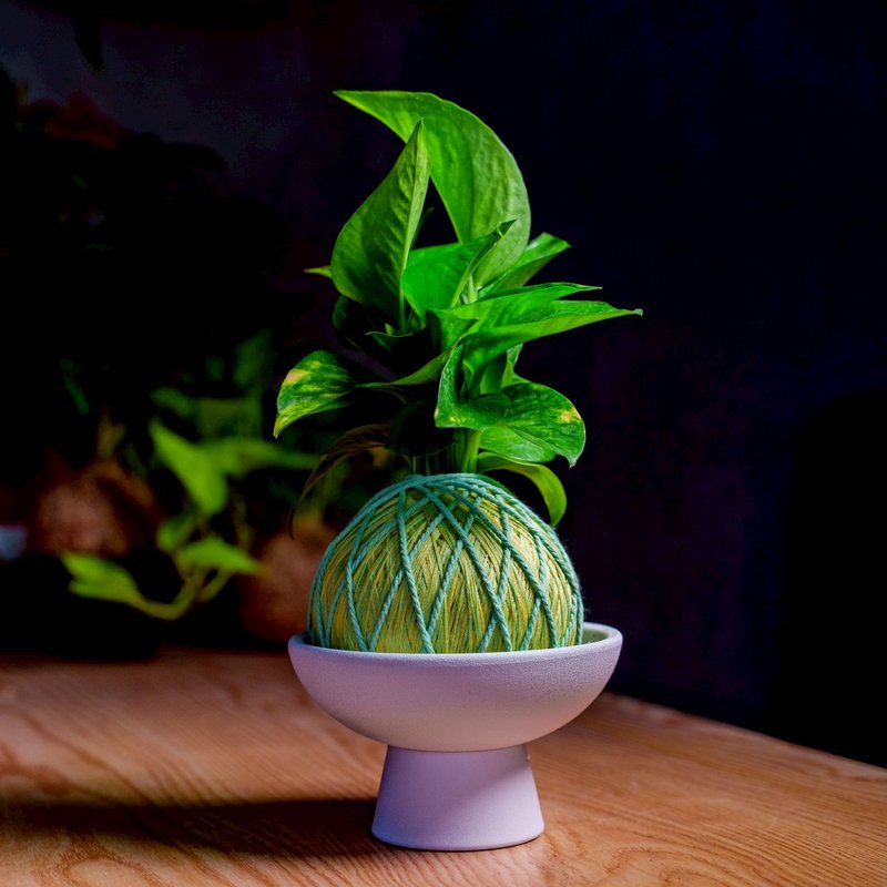 苔球植物 黃金葛粉綠苔球加白色磨砂高腳缽 苔球 苔玉 禮物 盆栽 - 盆栽/植栽 - 植物．花 綠色