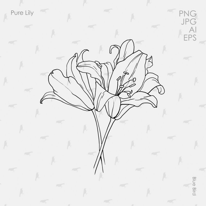 Pure Lily. Botanical digital art - 其他數位設計 - 其他材質 
