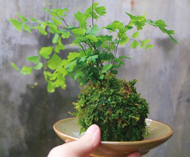 體驗 親子 日式盆景 蕨類苔玉球 設計館日青優格 植栽 花藝 Pinkoi