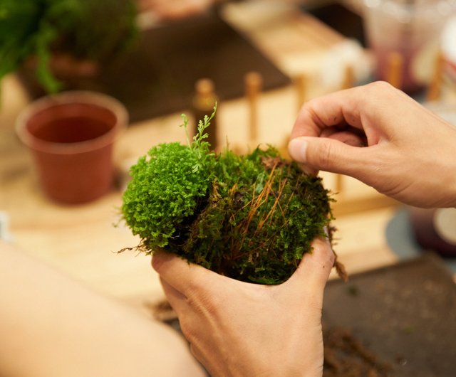 體驗 親子 日式盆景 蕨類苔玉球 設計館日青優格 植栽 花藝 Pinkoi